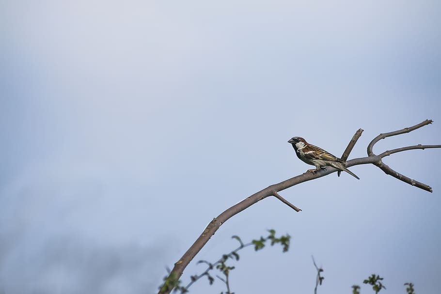 sparrow, bird, wildlife, avian, white, outdoor, background, HD wallpaper