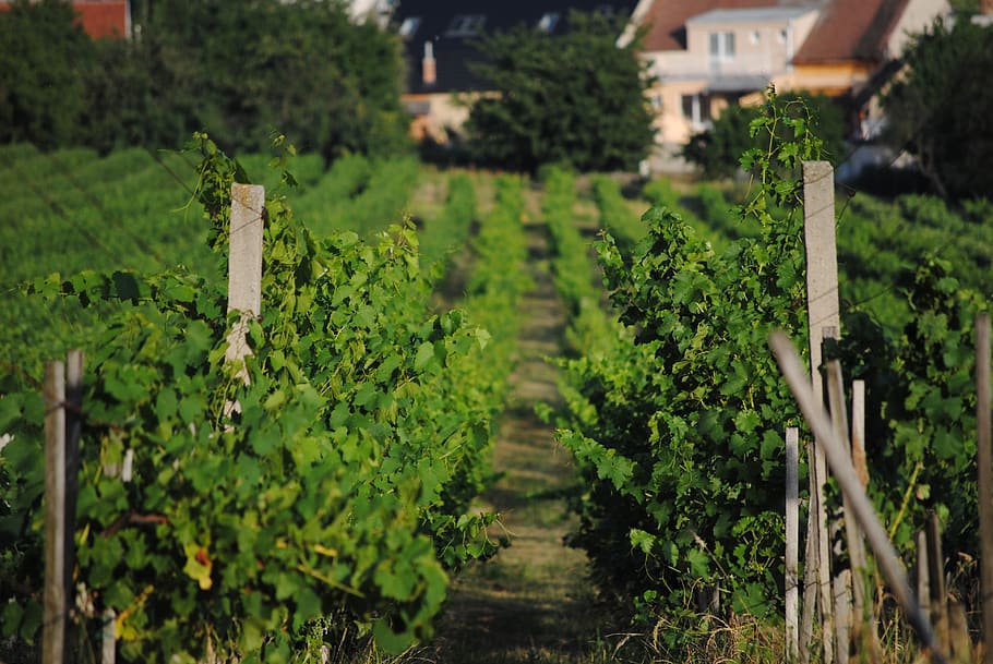 vineyard, summer, grapevine, nature, agriculture, season, landscape HD wallpaper