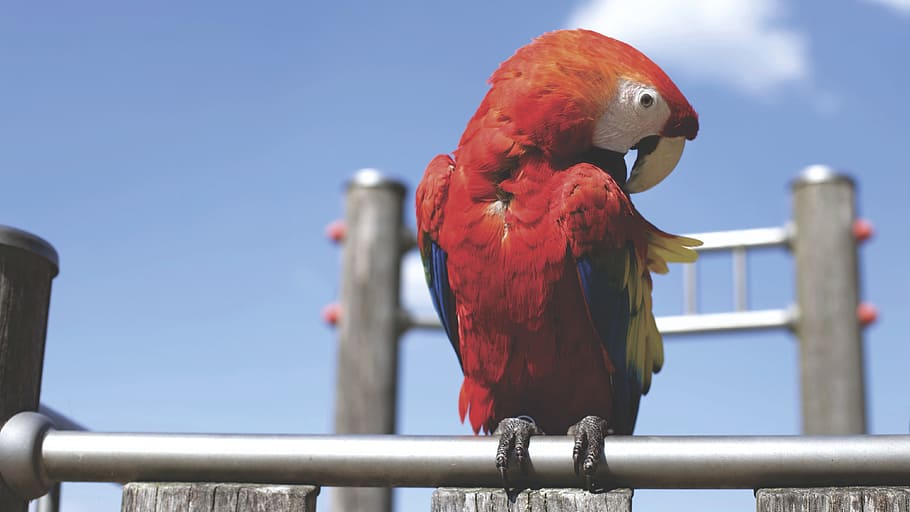 blue, sky, red, parrot, bird, animal, steel, metal, animal themes HD wallpaper