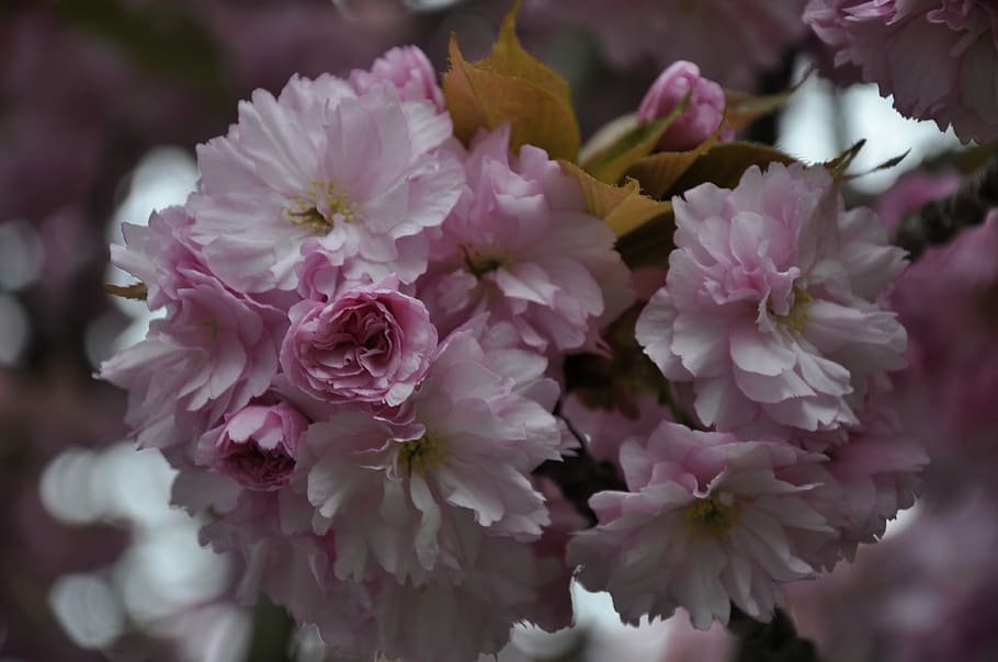 cherry tree, spring, blossom, bloom, pink, nature, cherry blossom HD wallpaper
