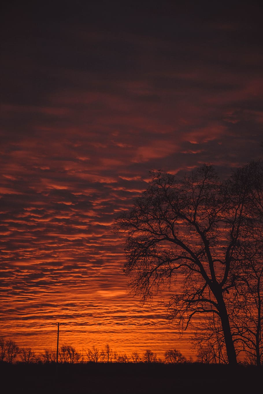 Photo of Tree Under Sunset, backlit, clouds, dark, golden sunset HD wallpaper