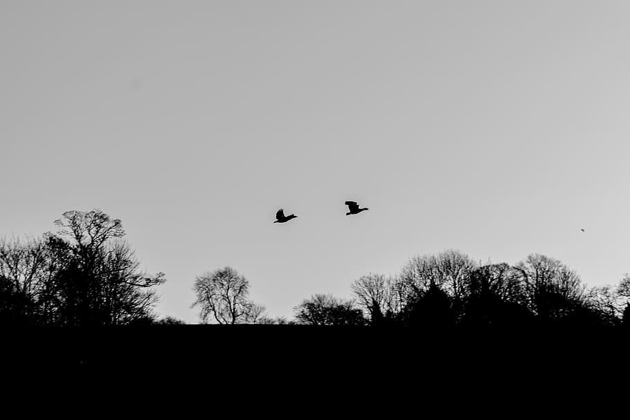 morning, dark, flying, bird, birds, bandw, black and white, HD wallpaper