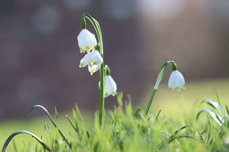 snowflake, snowdrop, flowers, white, spring flower, flowering plant HD wallpaper