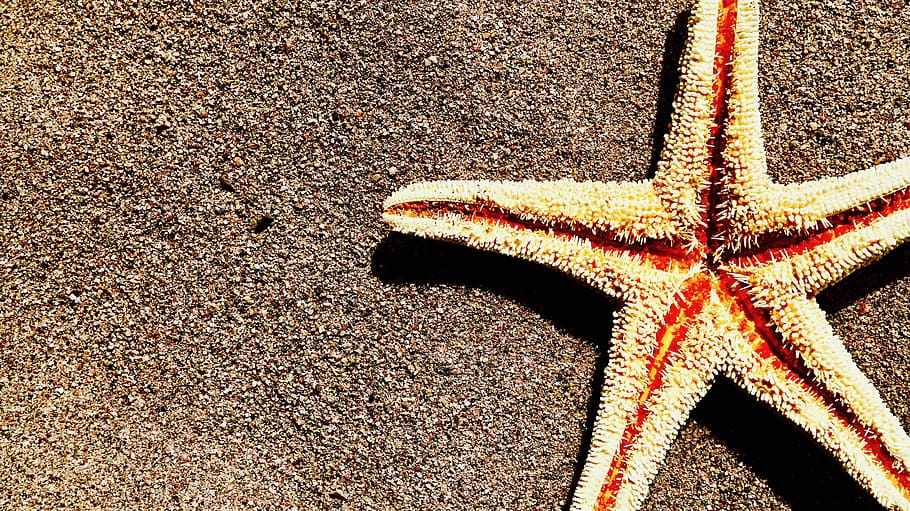 sand, starfish, beach, summer, sea, coast, sun, vacations, star shape HD wallpaper