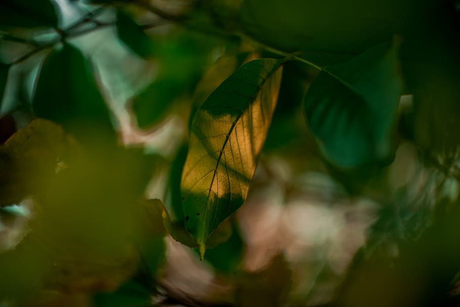 canada, coquitlam, plant part, leaf, close-up, growth, beauty in nature HD wallpaper