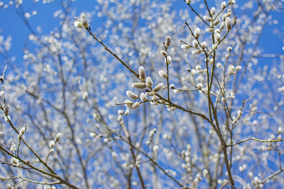 spring, blue sky, easter, nature, field, white, happiness, outdoor HD wallpaper