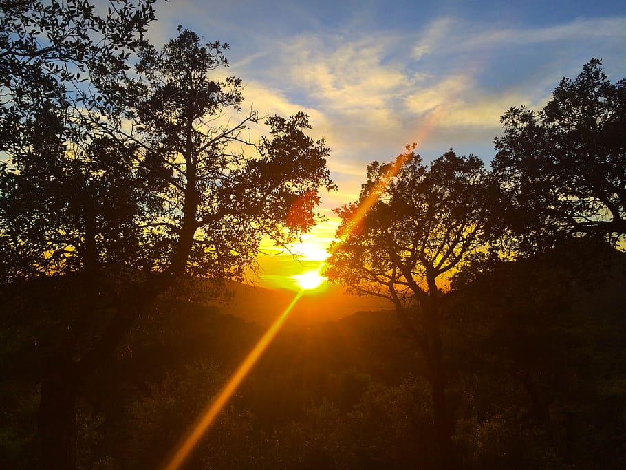 france, hyères, tree, sky, sunset, plant, sunlight, beauty in nature HD wallpaper