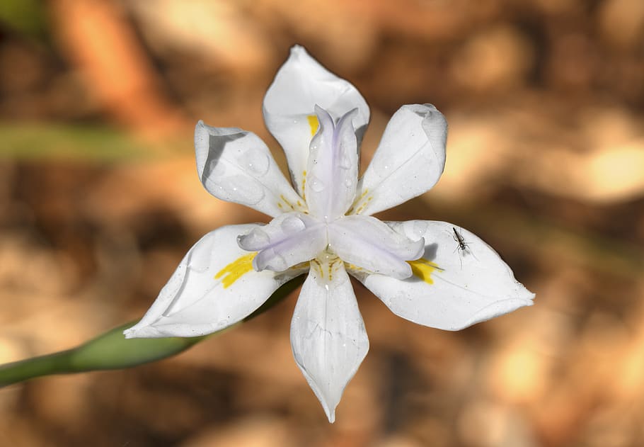 white petaled flower, plant, blossom, geranium, iris, amaryllidaceae HD wallpaper