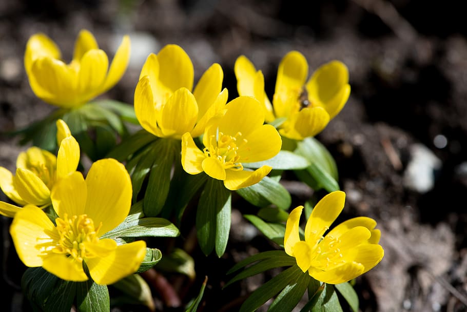 winter linge, spring, yellow, close up, nature, blossom, bloom HD wallpaper
