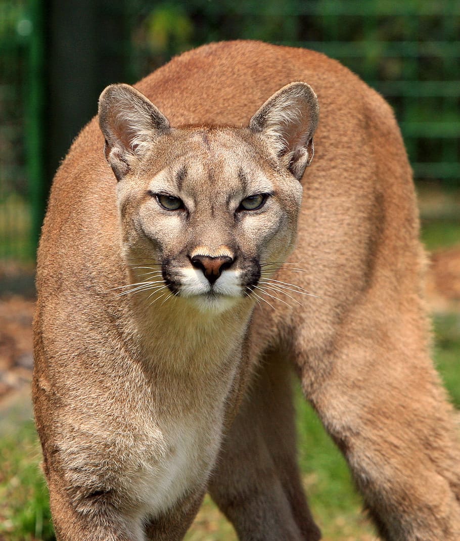 HD wallpaper: Cougar Animal, close-up, elegant, feline, mountain lion, puma  concolor | Wallpaper Flare