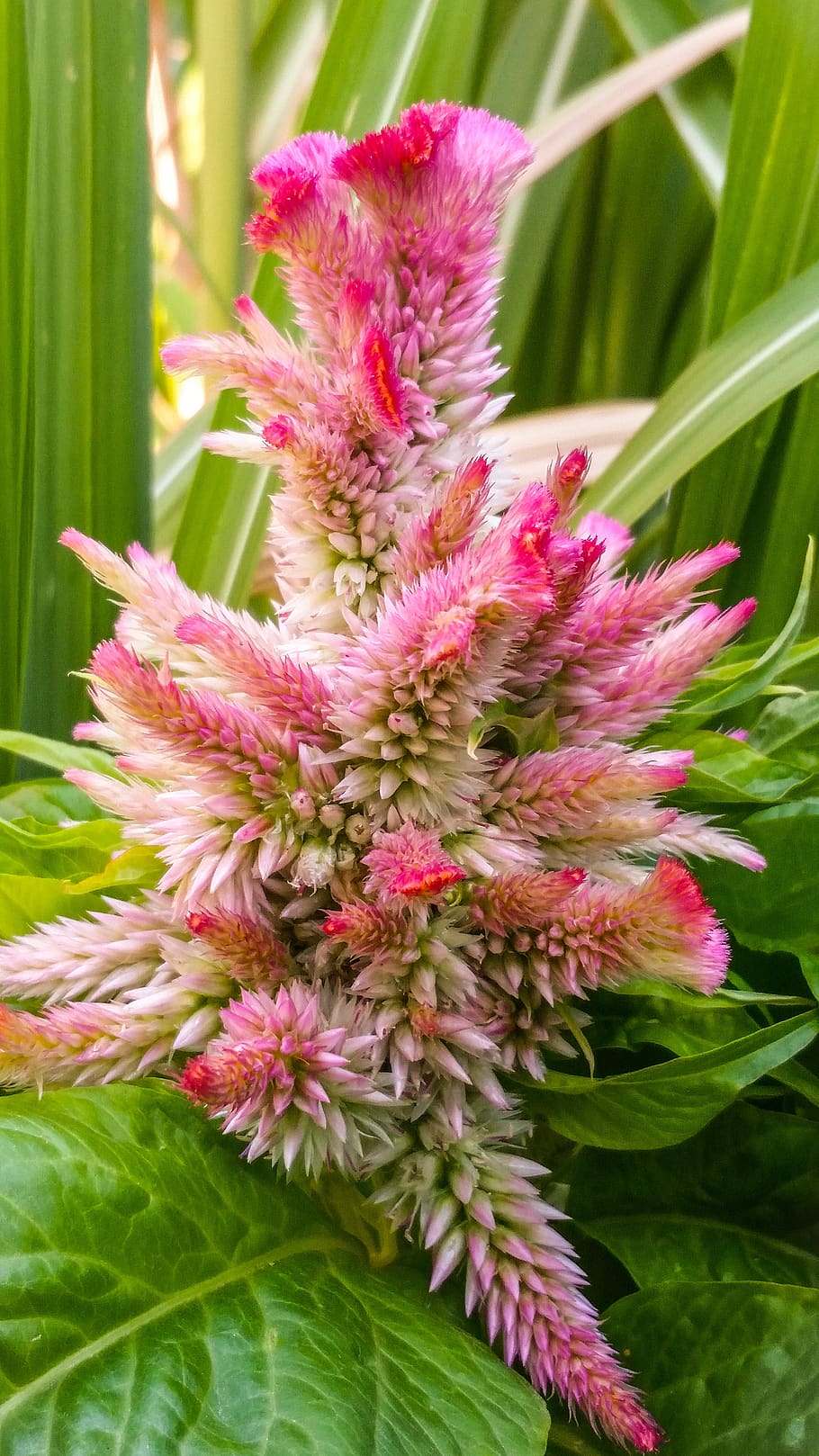flower, red, rarely, plant, nature, blossom, bloom, close up HD wallpaper