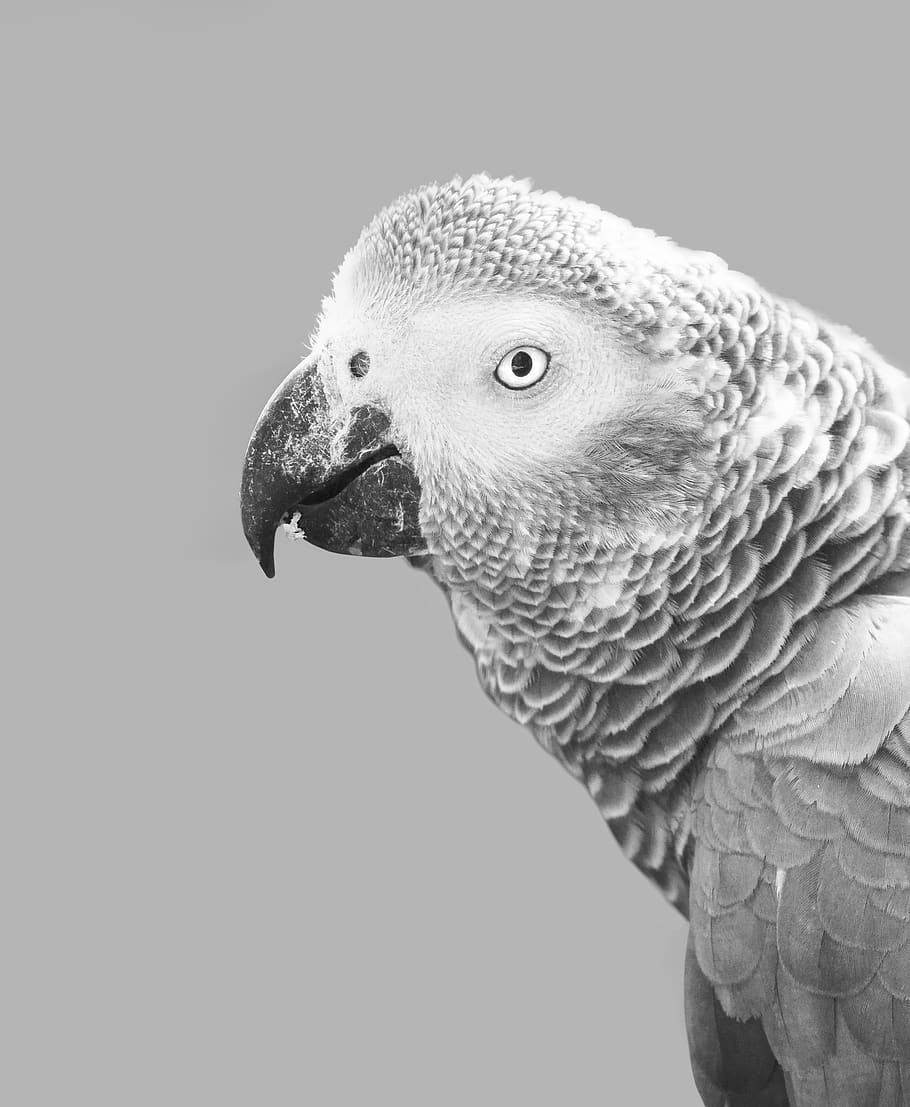 africa-african-african-grey-parrot-anima