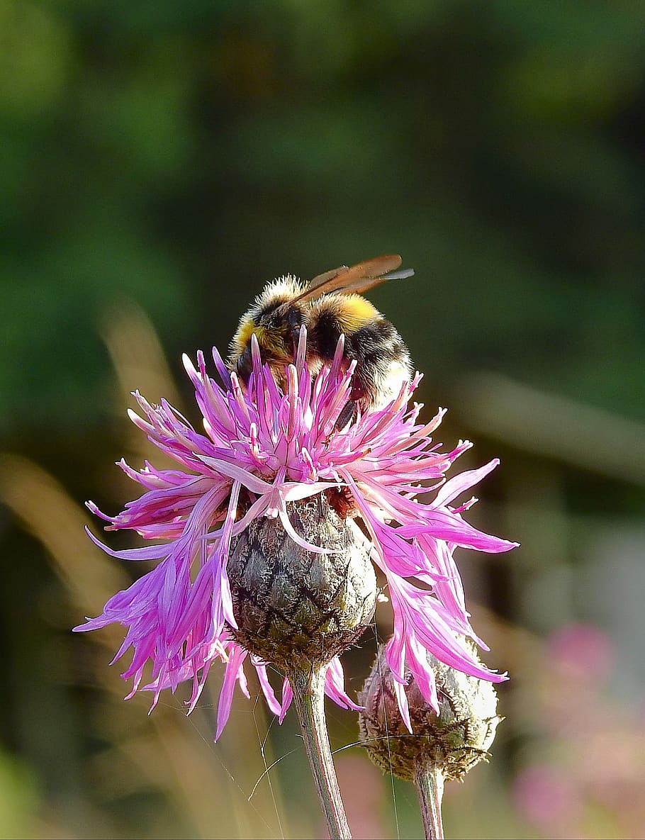 bumblebee, flower, pollination, insect, flowering plant, fragility HD wallpaper