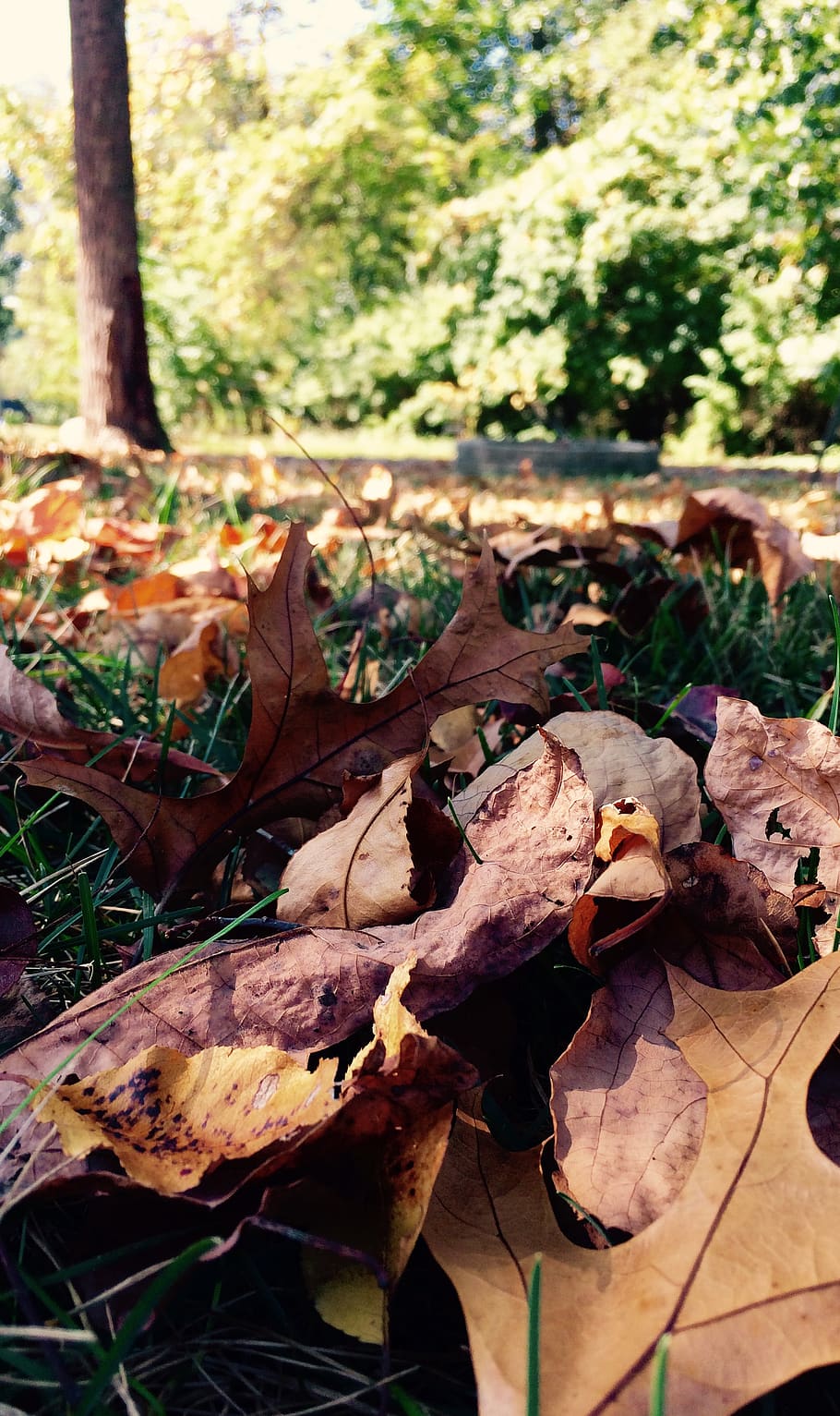 leaves, fall, ground, texture, plant part, leaf, dry, autumn HD wallpaper