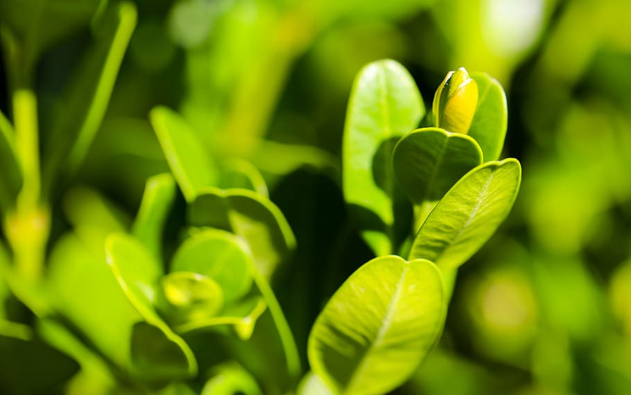 boxwood, summer, green color, growth, plant, beauty in nature HD wallpaper