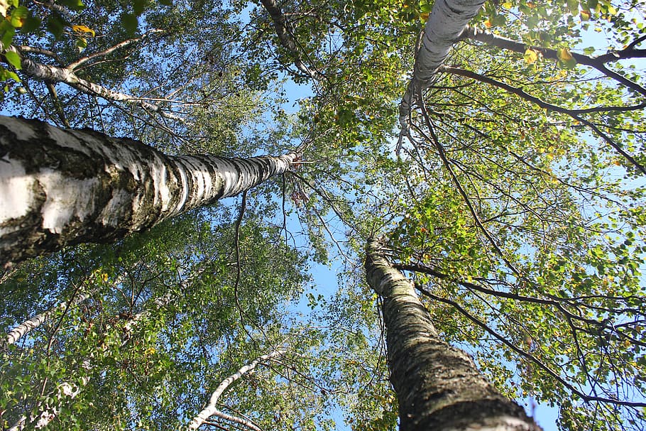 birch, tree, himmel, colors, forest, plant, low angle view HD wallpaper