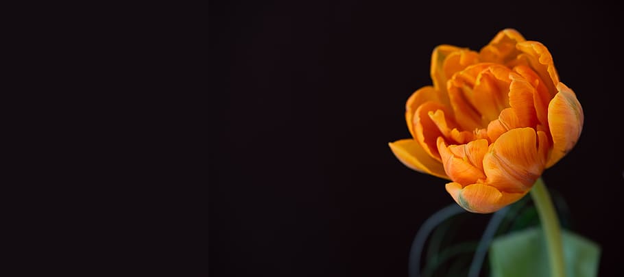 tulip, orange, orange tulip, flower, orange flower, blossom, HD wallpaper