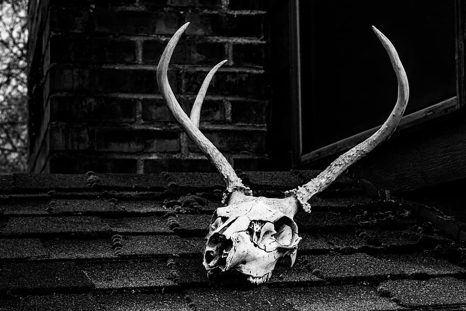 Grayscale Photo of Skull With Antler, abandoned, antlers, architecture