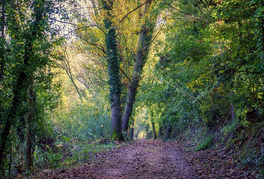 path, trail, nature, landscape, adventure, walk, forest, scenic HD wallpaper