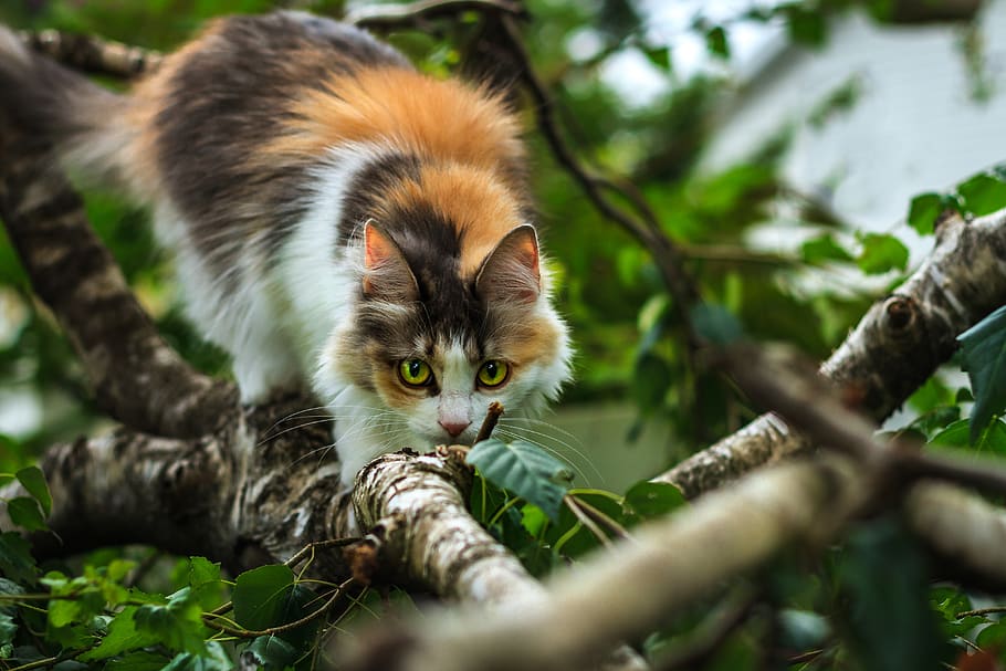 cat, tree, wild, nature, forest, animal themes, mammal, one animal HD wallpaper