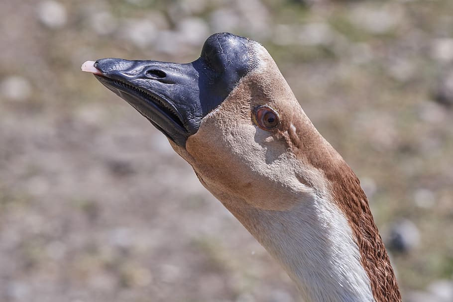 goose, head, bird, portrait, bill, water bird, close up, animal world HD wallpaper
