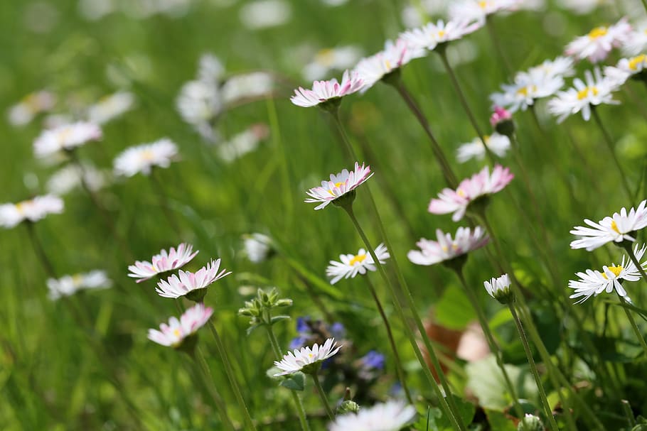 flower meadow, daisies, daisy, spring, meadow margerite, flowering plant HD wallpaper