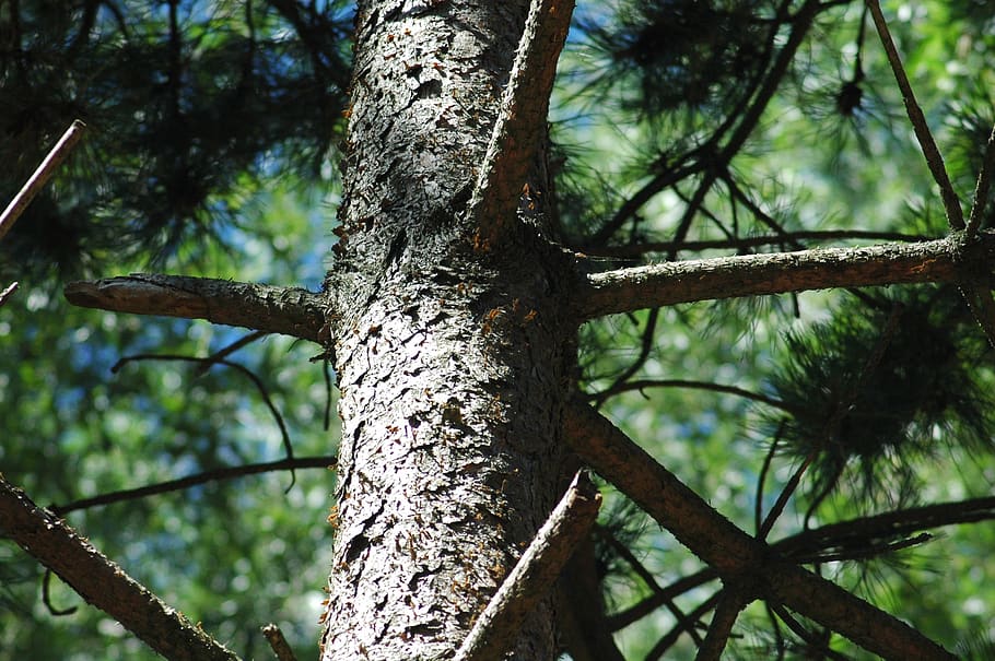 tree, wood, forest, plant, tree trunk, focus on foreground HD wallpaper