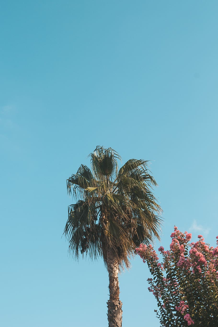 Green Palm Leaf Tree, palm trees, perspective, sky, plant, tropical climate HD wallpaper