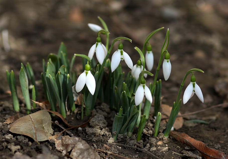 snowdrops, flower, white, spring, plants, supplies, nature HD wallpaper