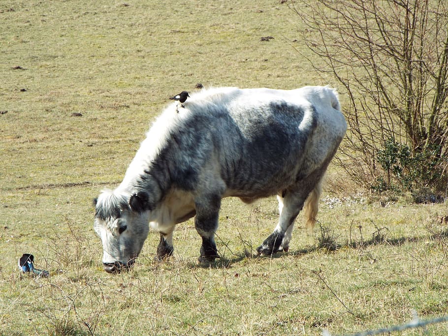 united-kingdom-gillingham-darland-banks-rare-breed-cattle.jpg