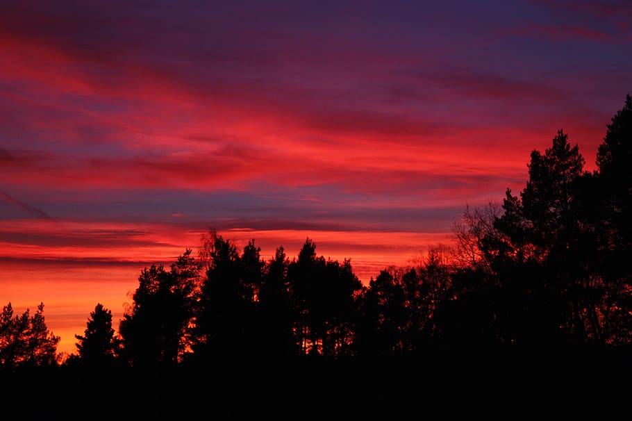 sunset, evening, sky, landscape, afterglow, red, tree, silhouette HD wallpaper