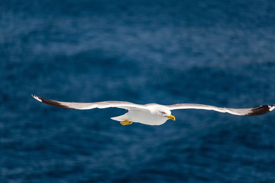 seagull, flying, in flight, bird, wildlife, nature, wings, seabird HD wallpaper