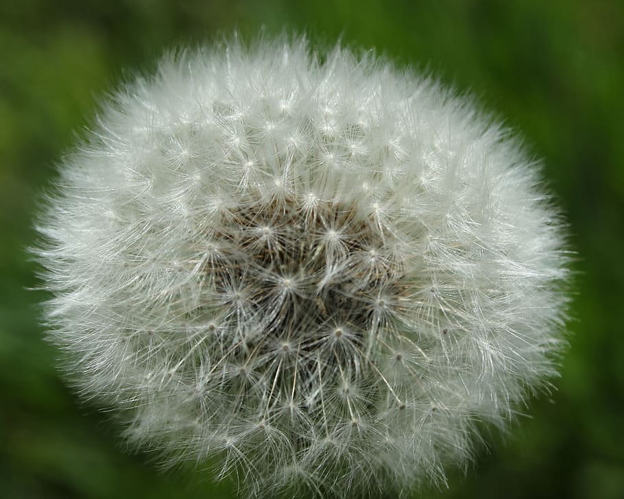 dandilion, nature, ethereal, close-up, vulnerability, fragility HD wallpaper