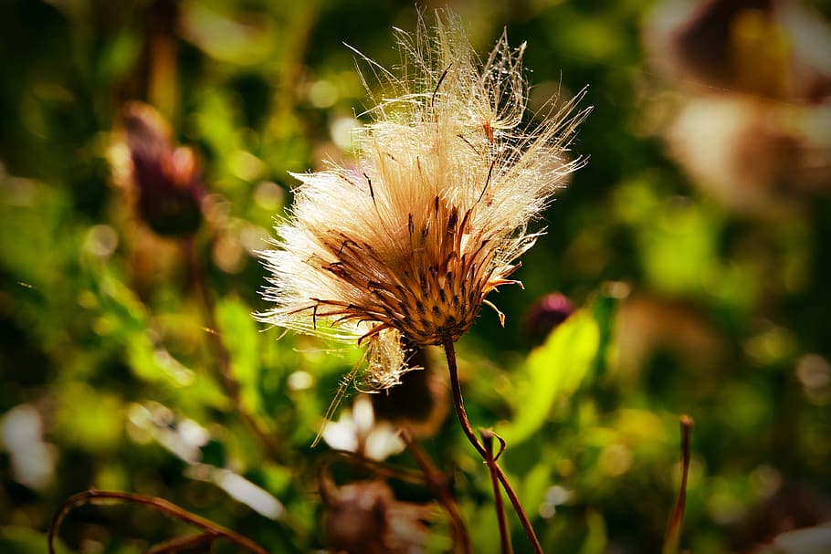 thistle, plant, down, composites, bloom, autumn, flower, fragility HD wallpaper
