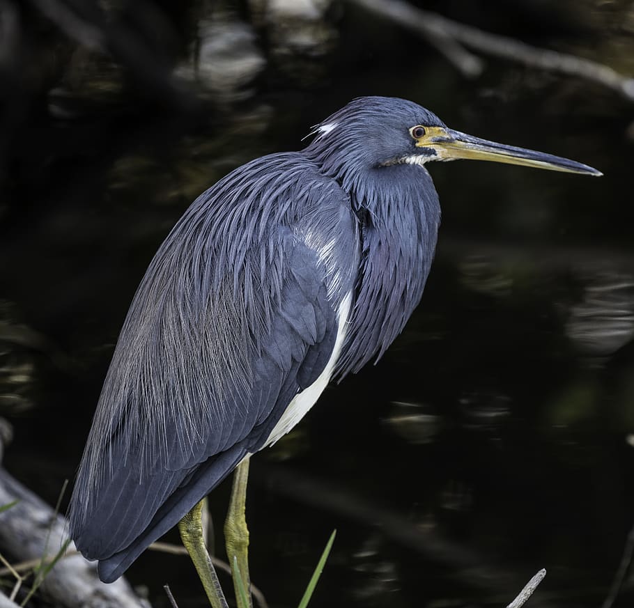 blue and white bird, heron, animal, waterfowl, ardeidae, united states HD wallpaper