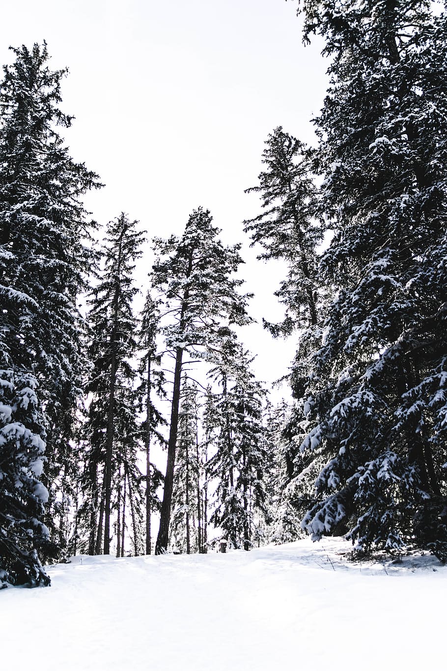 tree covered with snow during daytime, plant, winter, cold temperature HD wallpaper