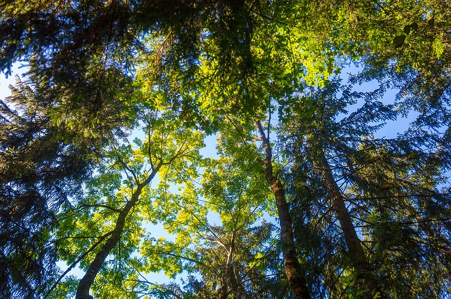 trees, outlook, sky, green, forest, landscape, mountains, distant view HD wallpaper