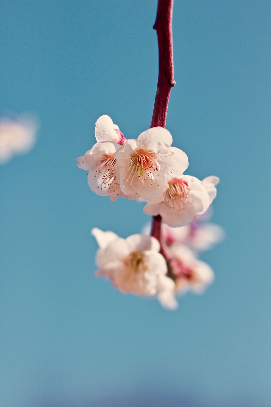 white petaled flower, flowering plant, vulnerability, fragility HD wallpaper