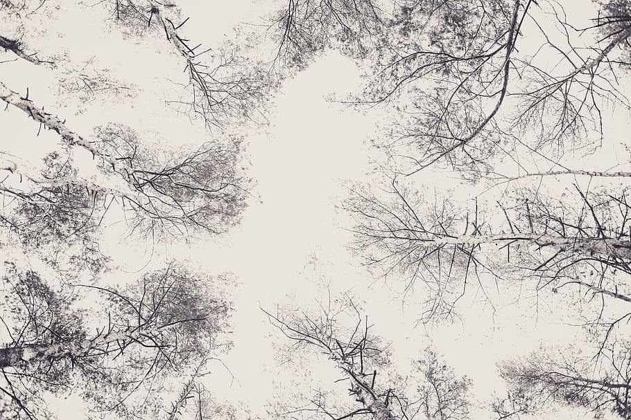 withered trees, low angle view, sky, plant, branch, beauty in nature HD wallpaper