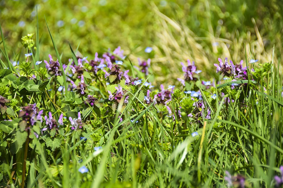 flowers, purple, background, field, meadow, bokeh, blur, green, HD wallpaper