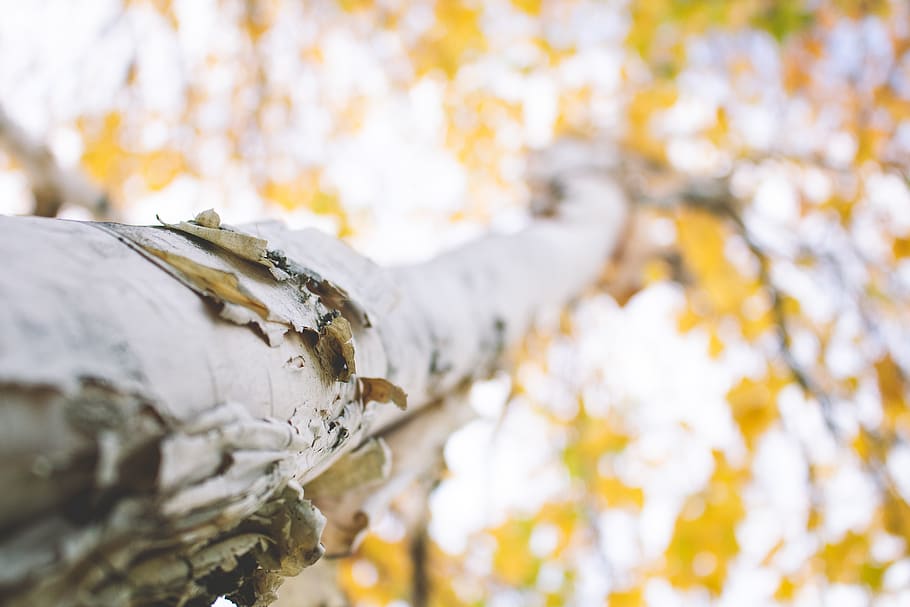 tree, branch, bark, white, paper, birch, close-up, nature, fall HD wallpaper