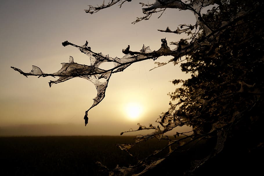 tree, nature, silhouette, sky, in the, sunrise, dawn mist, plant HD wallpaper