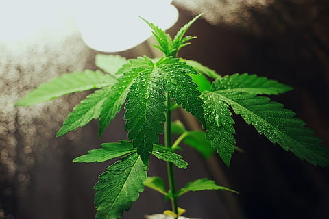 HD wallpaper: bud, cannabis, close up, dope, drug, flower, ganja, green, hemp - Wallpaper Flare
