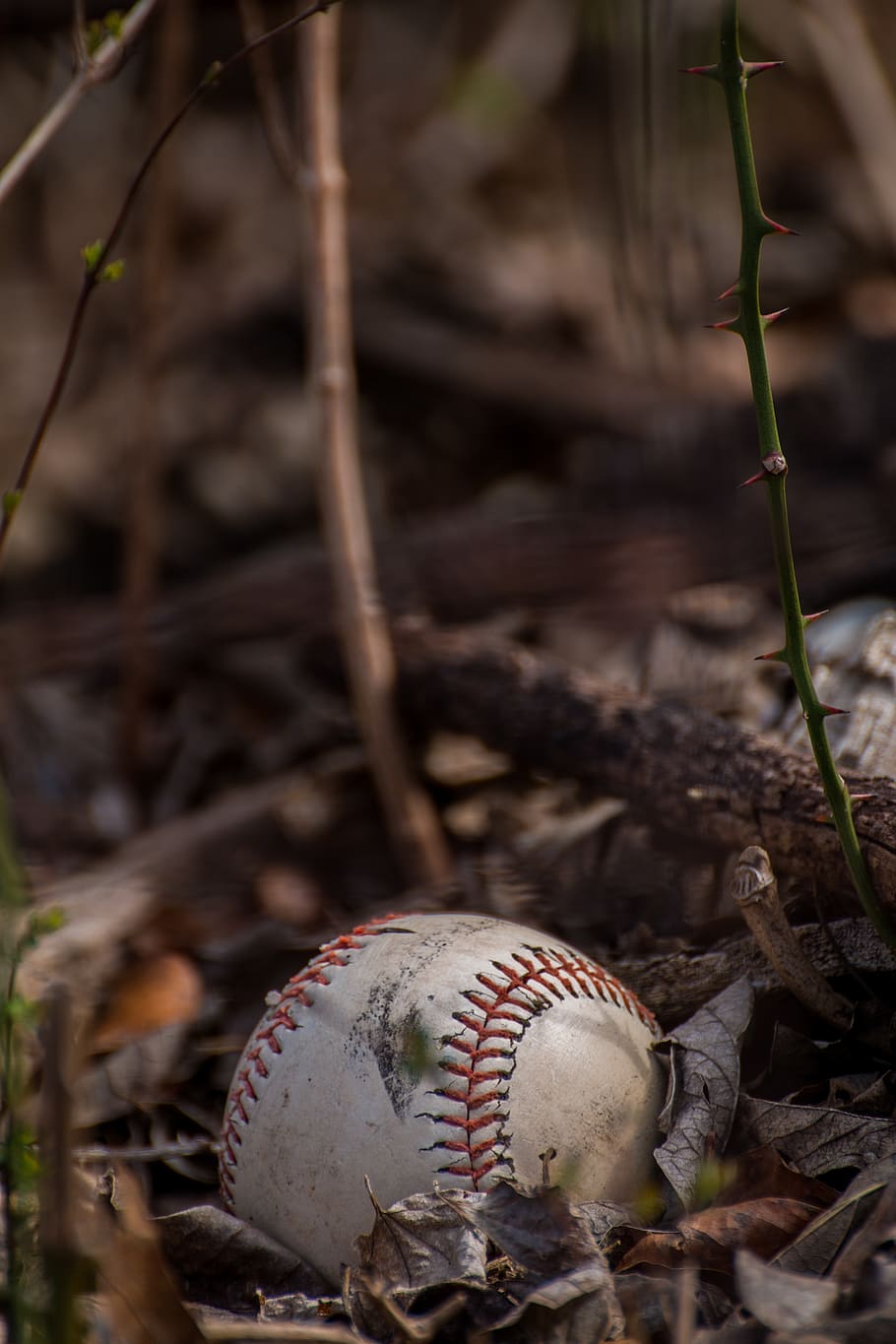 HD wallpaper: baseball, background image, leaves, autumn, sport, forest,  thorns | Wallpaper Flare