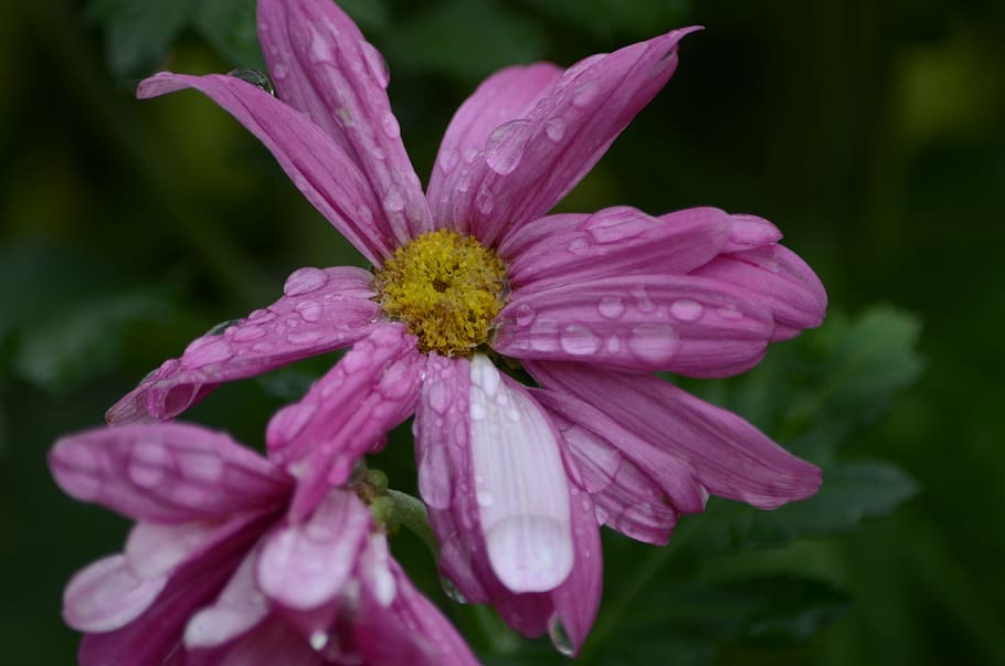 fresh, dew, flower, flowering plant, fragility, vulnerability HD wallpaper