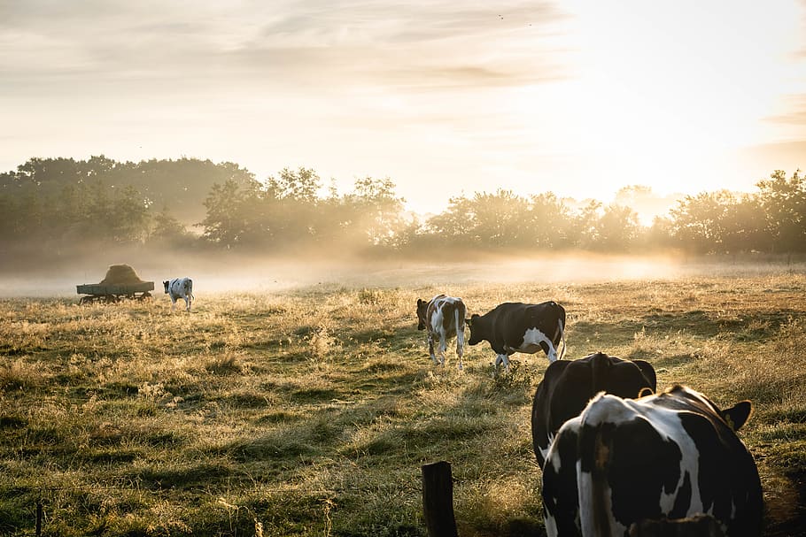 Herd of White-and-black Cows on Grass Field, animals, cattle HD wallpaper