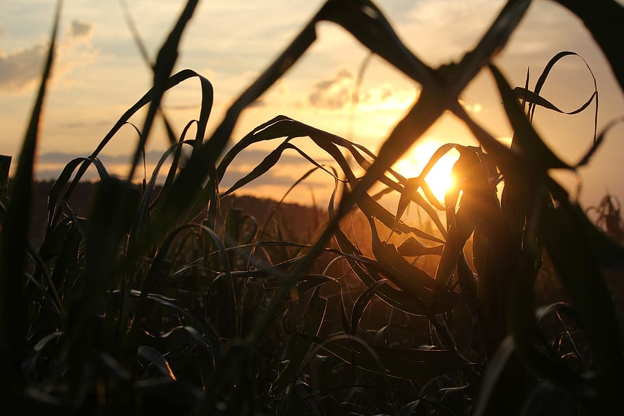 evening, sun, field, plant, sky, sunset, land, nature, close-up HD wallpaper
