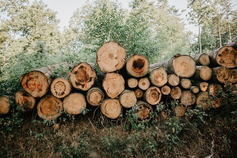 tree log, forest, stack, land, large group of objects, timber HD wallpaper