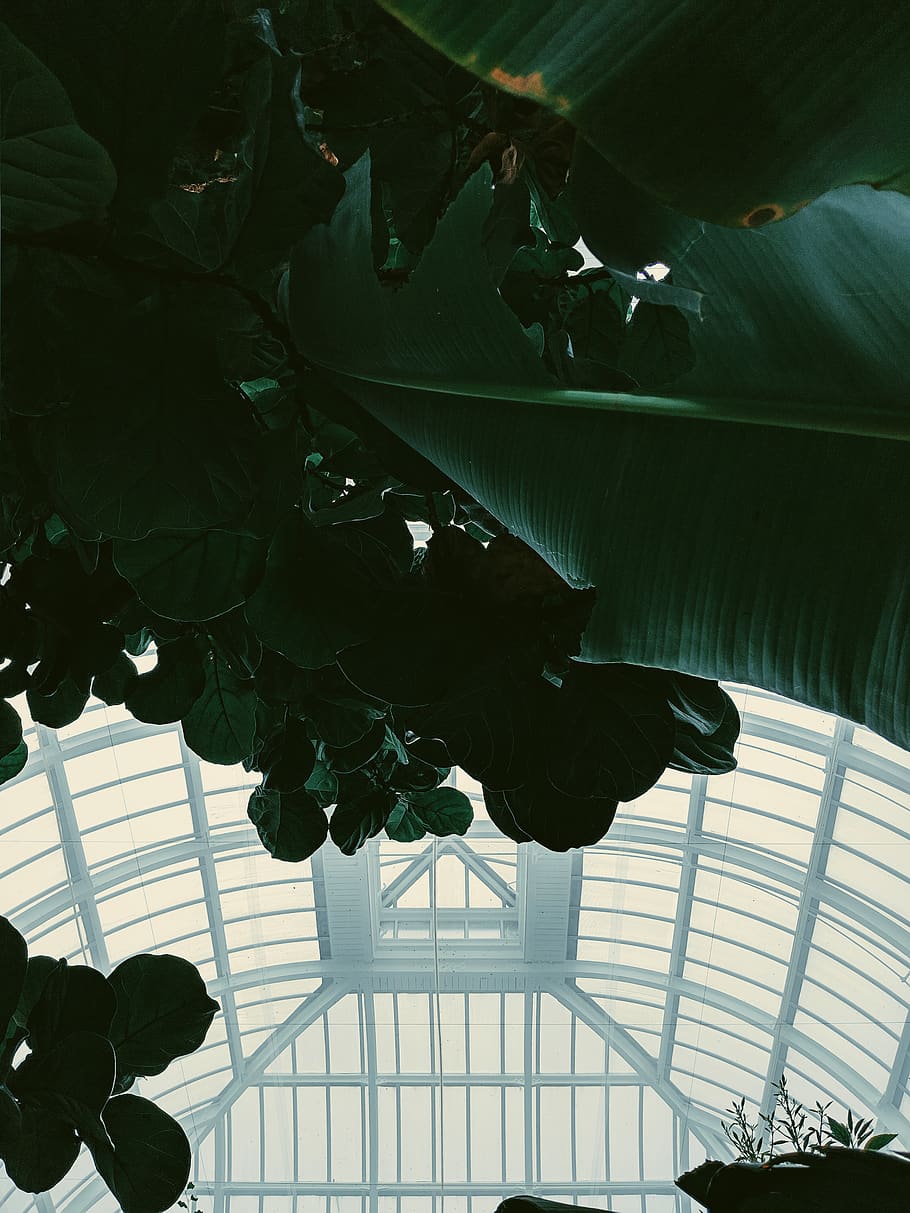 building, architecture, window, skylight, leaf, plant, tropical HD wallpaper