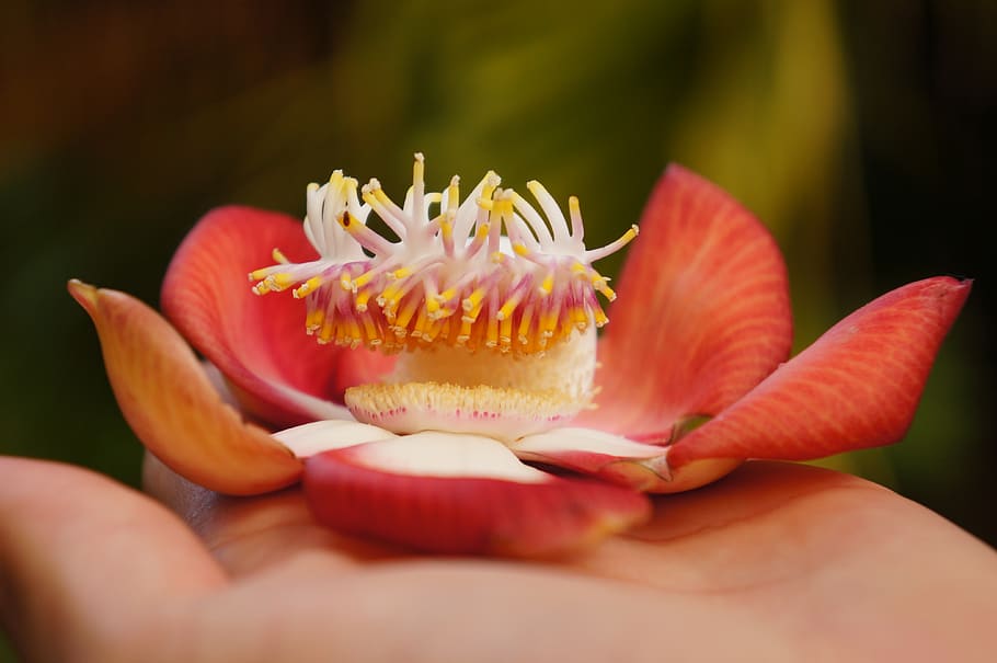 mauritius, pamplemousses, freshness, close-up, flower, flowering plant HD wallpaper